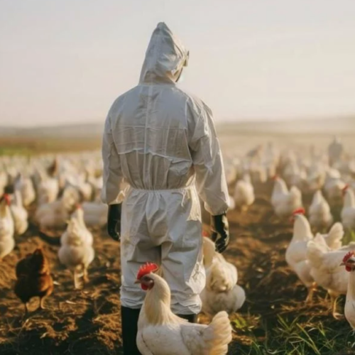 OMS anuncia primera muerte por gripe aviar H5N2 en México, primer caso a nivel mundial